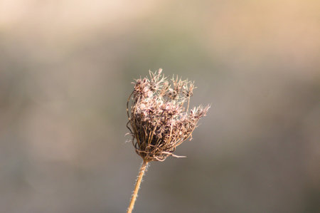 Wild carrot seeds close-up view with blurred background