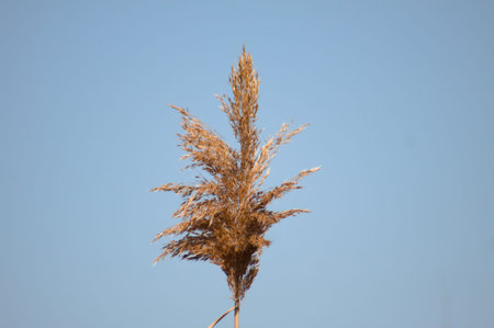 Common reed seeds close-up view with blue sky on background