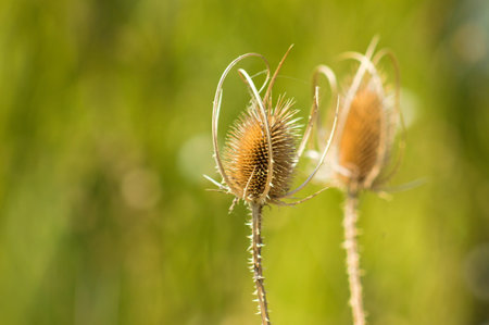 Cutleaf teasel seeds close-up view with green blurred background