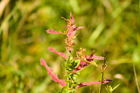 Red cardinal flower leaves close-up view with warm green blurred backgroundの写真素材