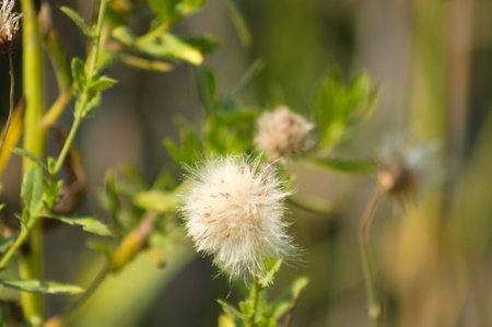 Fluffy creeping thistle seeds close-up view with blurred green plants on background