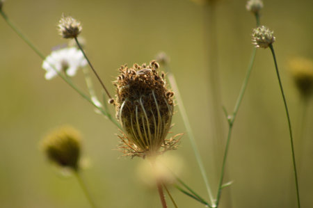 Wild carrot seeds close-up view on yellow green blurred background