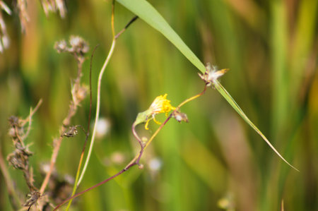 Animated oat close-up view with selective focus on foreground