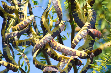 Honey locust fruits close-up view with selective focus on foreground and blue sky on backgroundの写真素材