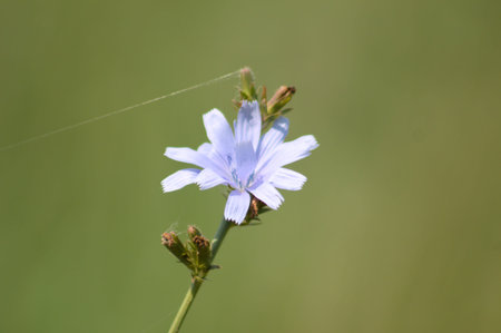 Common chicory in bloom close-up view with green blurred background