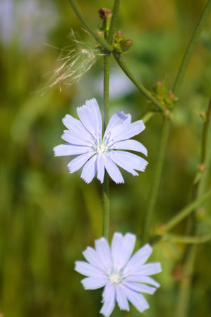 Bloomed common chicory close-up view with green blurred backgroundの写真素材
