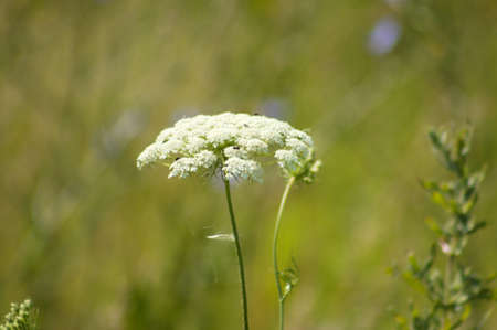 Wild carrot in bloom close-up view with yellow green blurred backgroundの写真素材