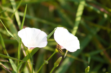 Common water plantain in bloom close-up view with selective focus on foreground