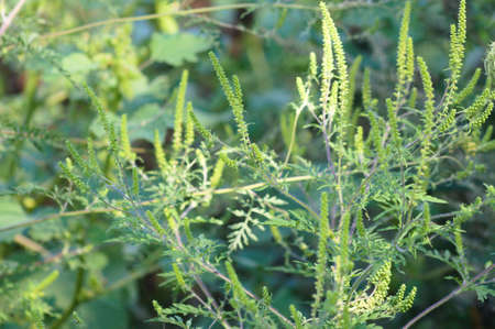 Annual ragweed in bloom close-up view with selective focus on foregroundの写真素材
