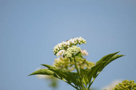 Dwarf elder in bloom close-up view with blue sky on backgroundの写真素材