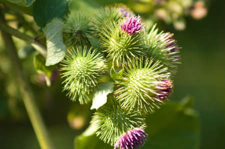 Lesser burdock buds ready to bloom close-up view with selective focus on foregroundの写真素材