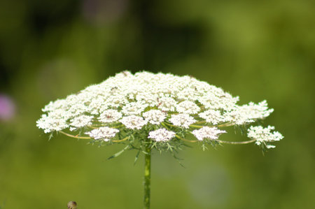 Toothpickweed in bloom close-up view with selective focus on foreground