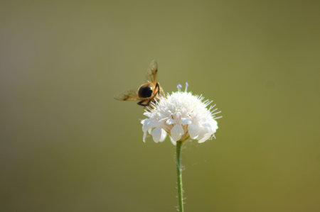 Bee pollinate field scabious in bloom close-up view green blurred background