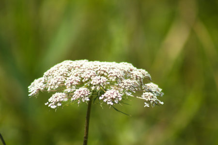 Toothpickweed in bloom close-up view with green blurred background