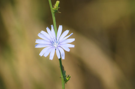Common chicory in bloom close-up view with blurred background