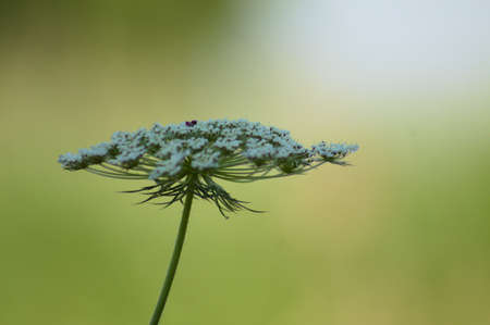 Large bullwort in bloom close-up view with green blurred backgroundの写真素材