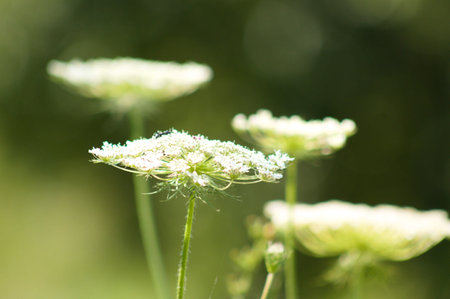 Wild carrot in bloom close-up view with other blurred plants on background