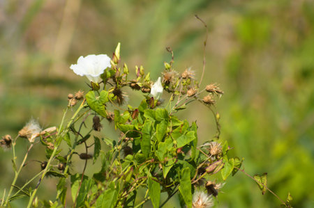 Hedge bindweed in bloom close-up on other plants with selective focus on foreground