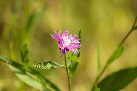 Brown knapweed in bloom close-up view with green blurred plants on backgroundの写真素材