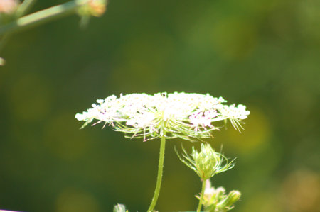 Wild carrot in bloom close-up view with selective focus on foreground