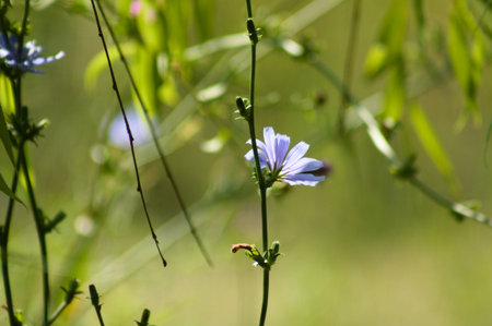 Close-up of blue common chicory flowers with green blurred plants on backgroundの写真素材