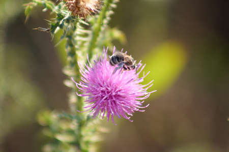 Close-up of bee on spiny plumeless thistle flower with selective focus on foregroundの写真素材