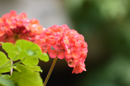 Close-up of pink horseshoe geranium flower with green blurred background