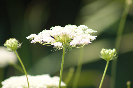 Close-up of wild carrot flowers with green blurred background