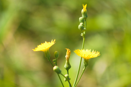 Close-up of perennial sowthistle in bloom with green blurred background