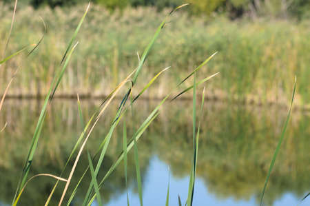 Close-up of reed with blurred lake and reed on the backgroundの写真素材