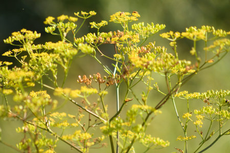 Close-up of yellow parsnip in bloom and buds with blurred background