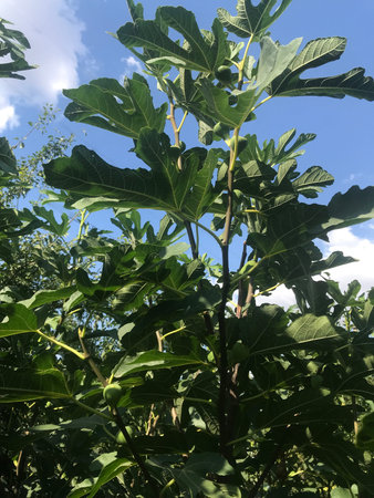 Close-up of common fig green leaves and fruits with blue sky on background
