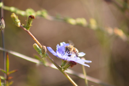 Close-up of bee on blue common chicory flower with selective focus on foreground