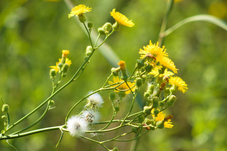 Close-up of perennial sowthistle in bloom and fluffy seeds with selective focus on foreground