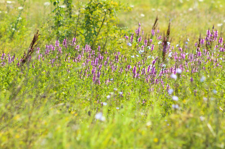 Close-up of purple loosestrife flowers in bloom with selective focus on middle