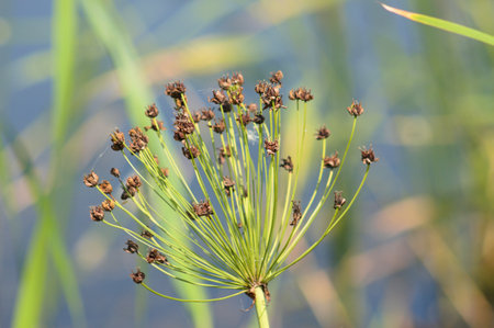 Close-up of dried flowering rush flower with blurred backgroundの写真素材