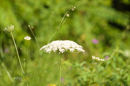 Close-up of wild carrot flower side view with vivid green blurred plants on background