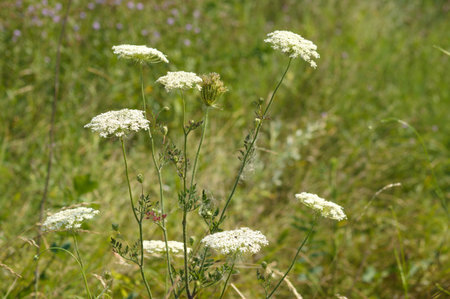 Close-up of wild carrot flowers with selective focus on foreground