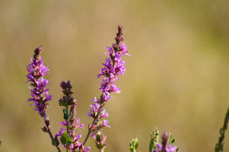 Close-up of purple loosestrife flower with blurred backgroundの写真素材