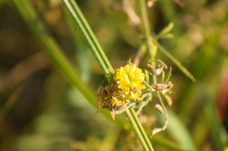 Close-up of hop trefoil flower with green blurred plants on background