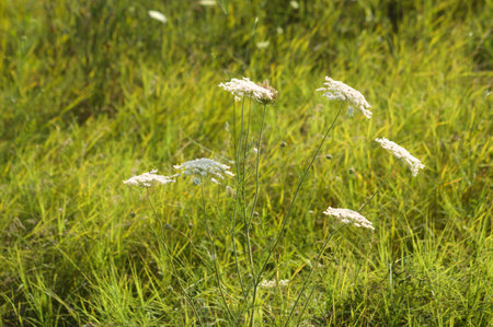 Close-up of wild carrot flowers with vivid green blurred grass on background