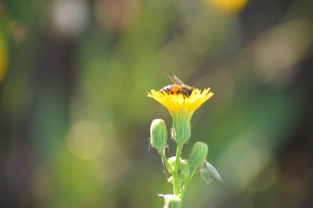 Close-up of bee pollinating a perennial sowthistle flower with blurred background