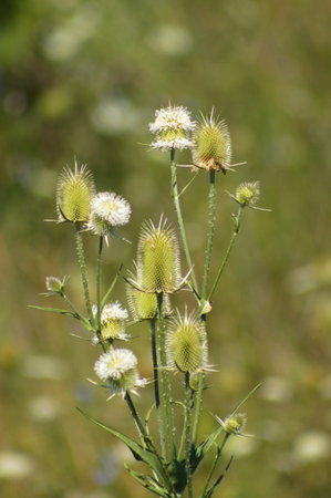 Close-up of cutleaf teasel green seeds with petals and selective focus on foreground