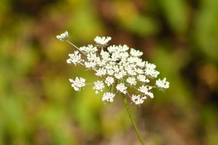 Close-up of wild carrot flower with green blurred backgroundの写真素材