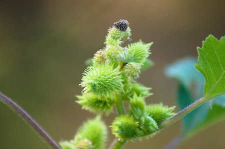 Close-up of green common cocklebur seeds with selective focus on foreground