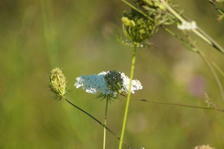 Close-up of wild carrot bud with blurred plants on background