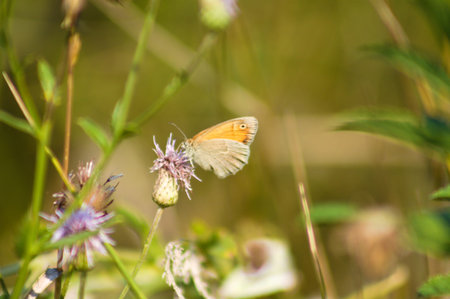 Close-up of creeping thistle flower with a butterfly and selective focus on foreground