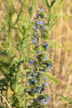 Close-up of viper's bugloos flowers with selective focus on foreground