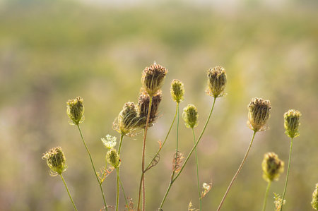 Close-up of multiple wild carrot buds with green blurred plants on background