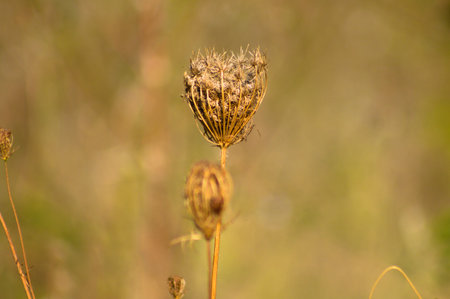Close-up of brown wild carrot with green blurred plants on background